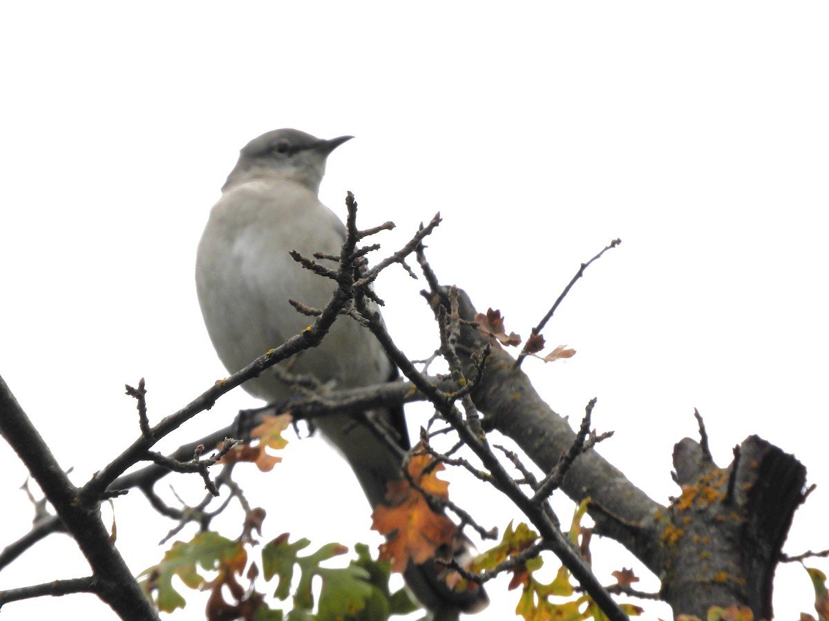 Northern Mockingbird - ML646213072