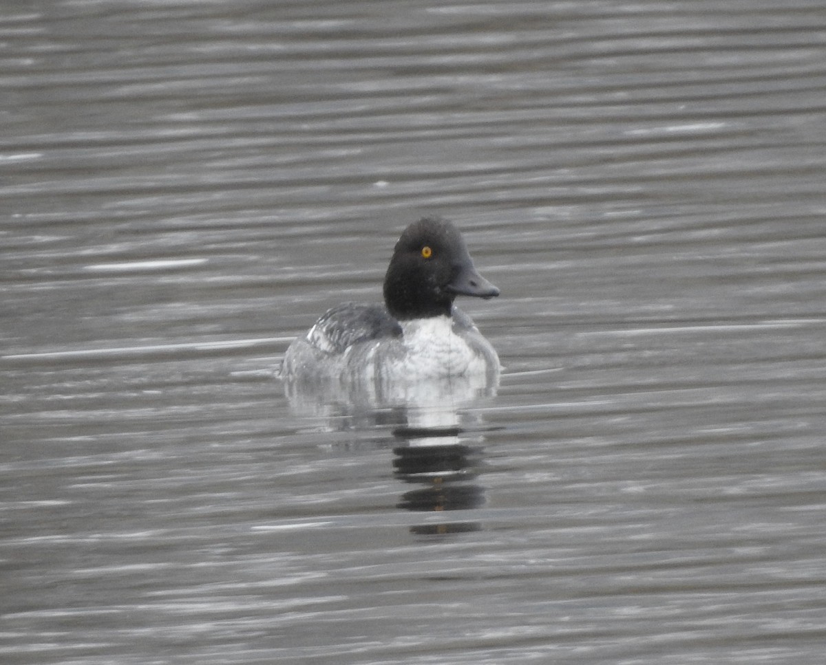 Common Goldeneye - ML646213073
