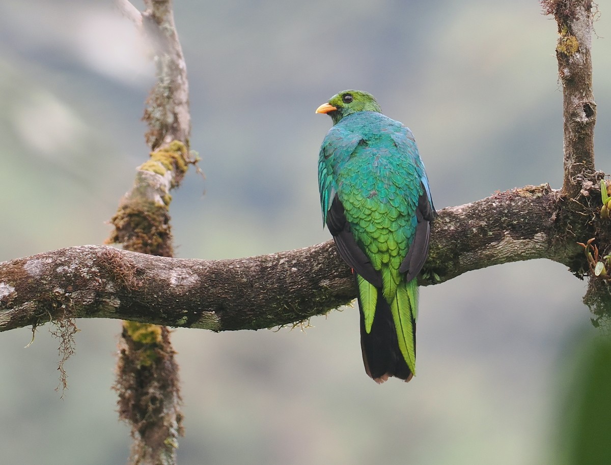 Quetzal Cabecidorado - ML646213074