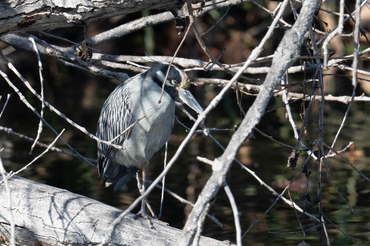 gulkronehegre - ML646213075