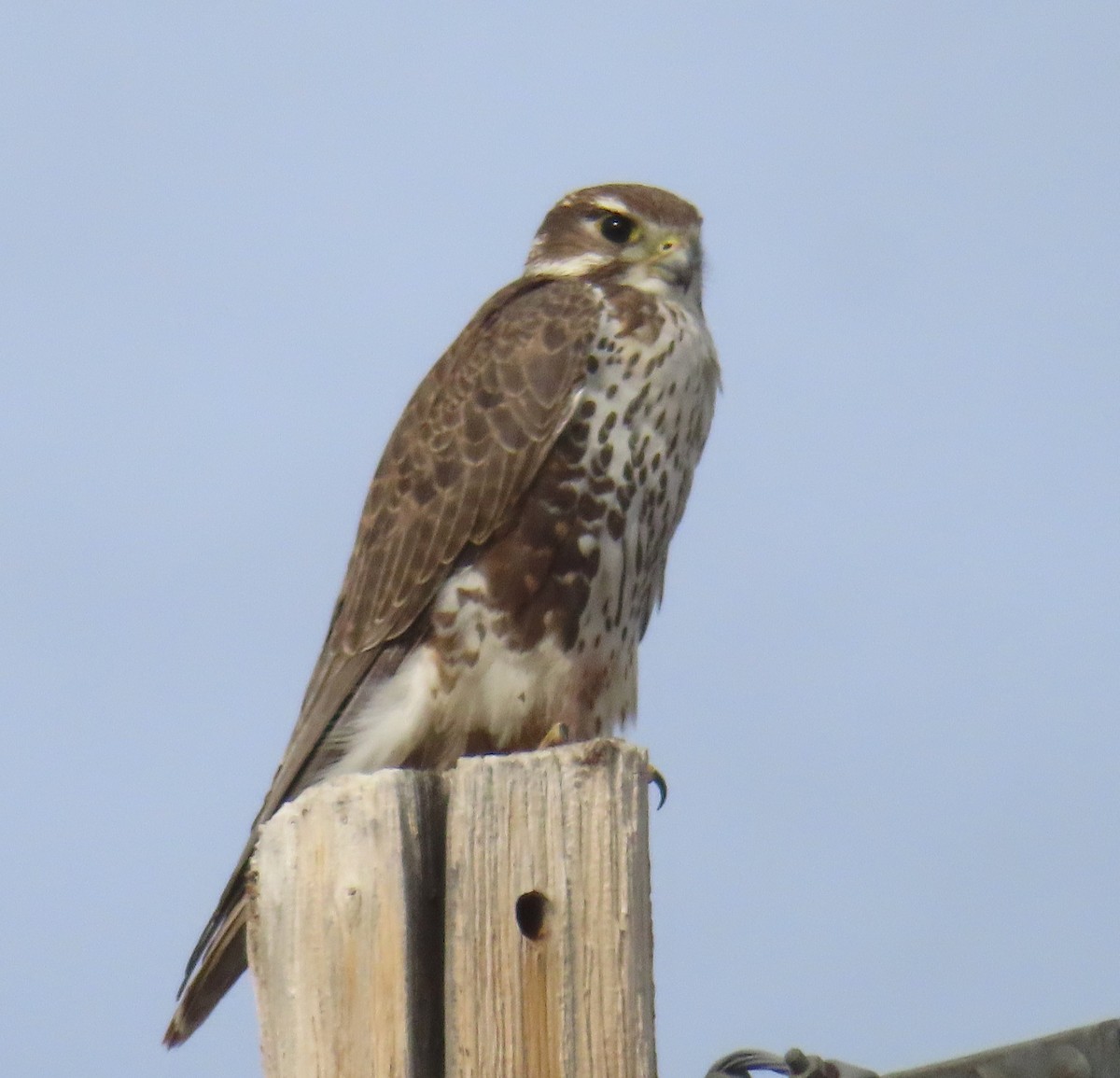 Prairie Falcon - ML646213076