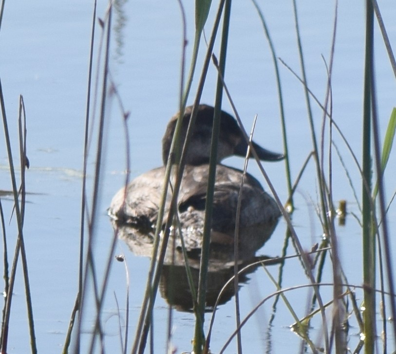 Ruddy Duck - ML646213079