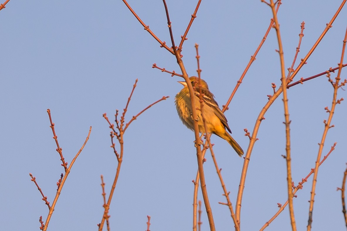 Балтиморский трупиал - ML646213082