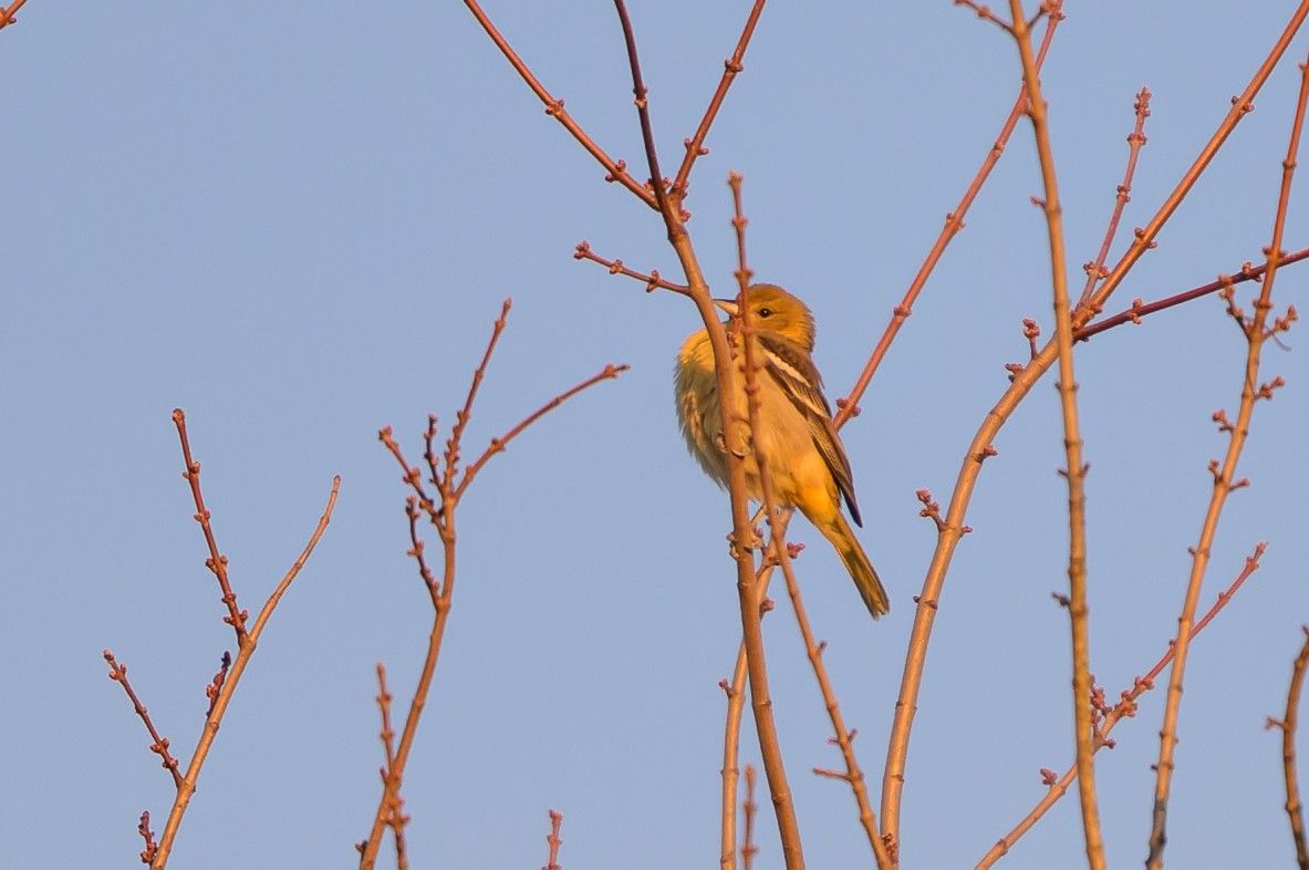 Балтиморский трупиал - ML646213083