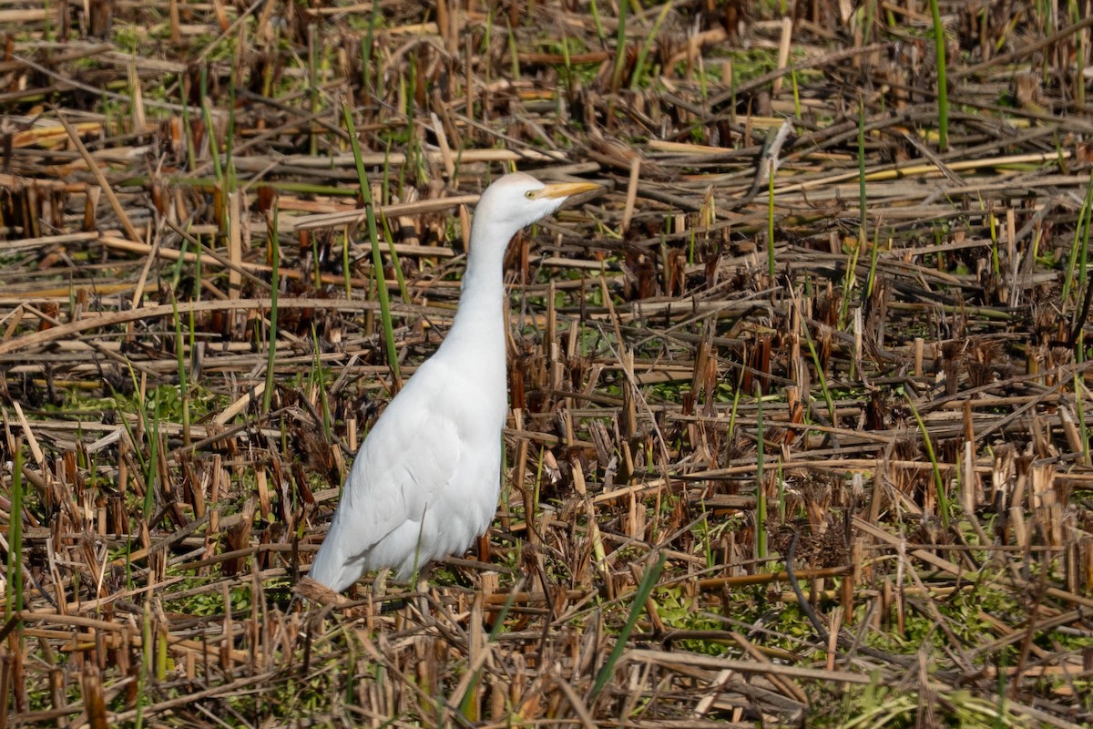 Airone guardabuoi - ML646213084