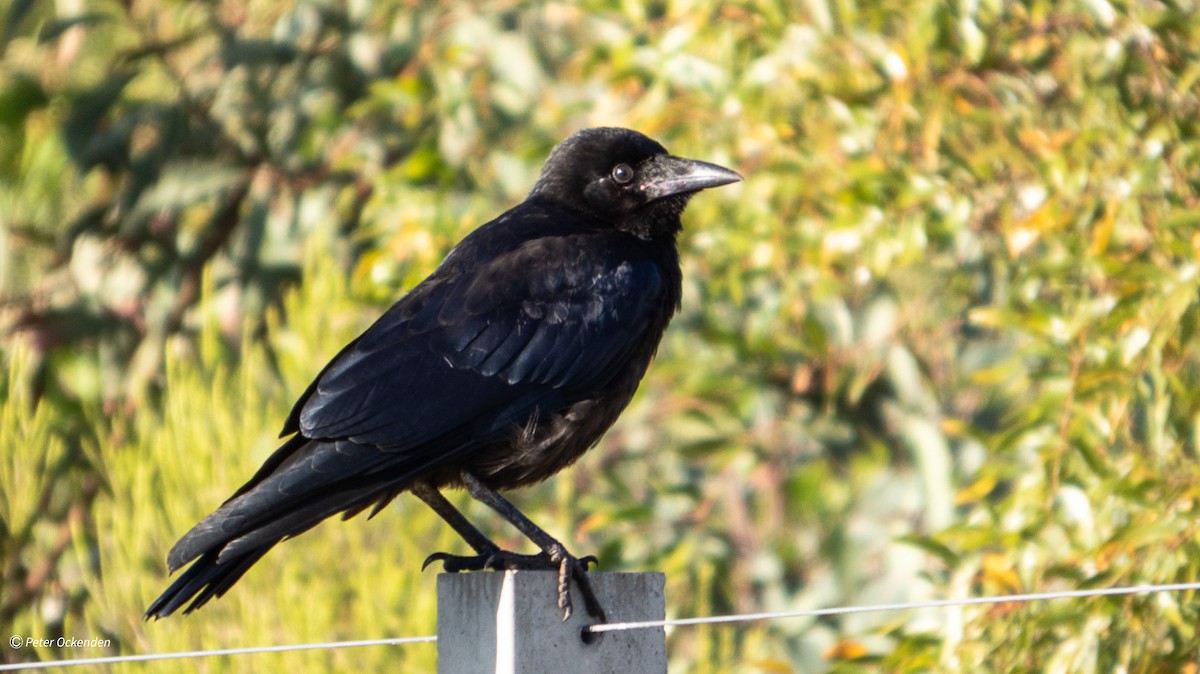 Little Raven - ML646213086