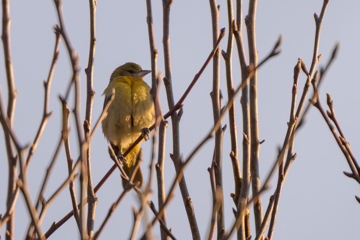 Балтиморский трупиал - ML646213089