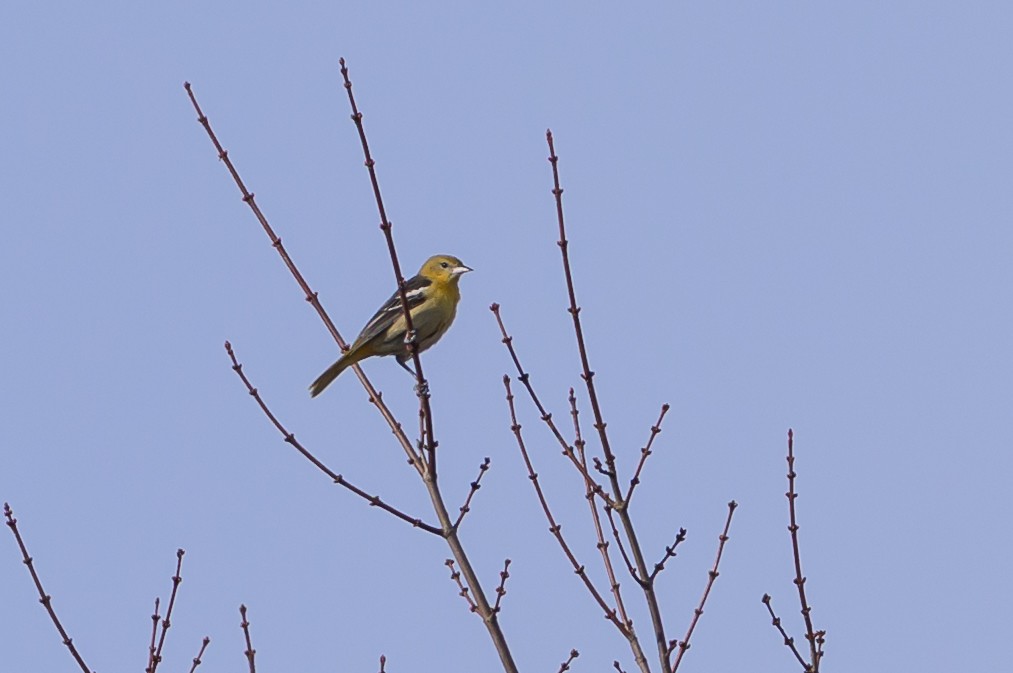 Балтиморский трупиал - ML646213094