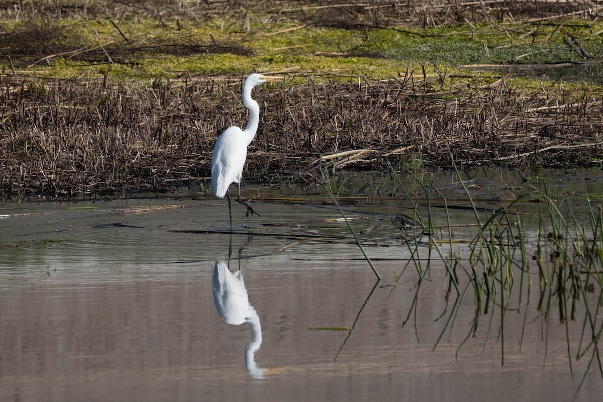 Koartza zuria - ML646213096