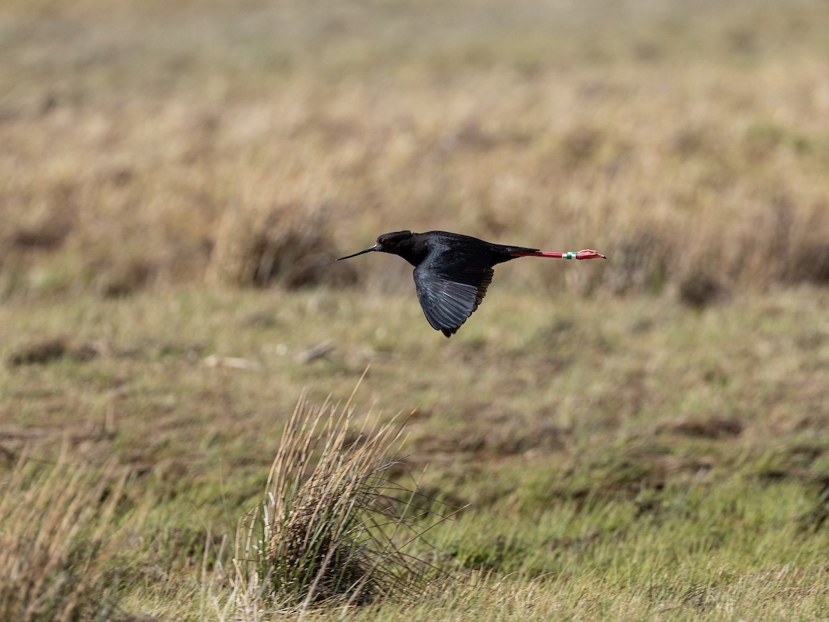 Black Stilt - ML646213098