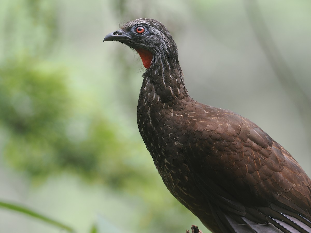 Andenguan - ML646213099