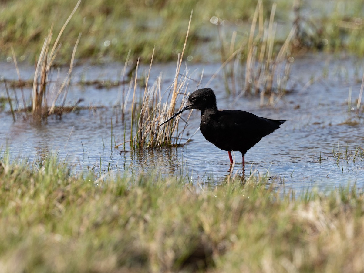 Black Stilt - ML646213100