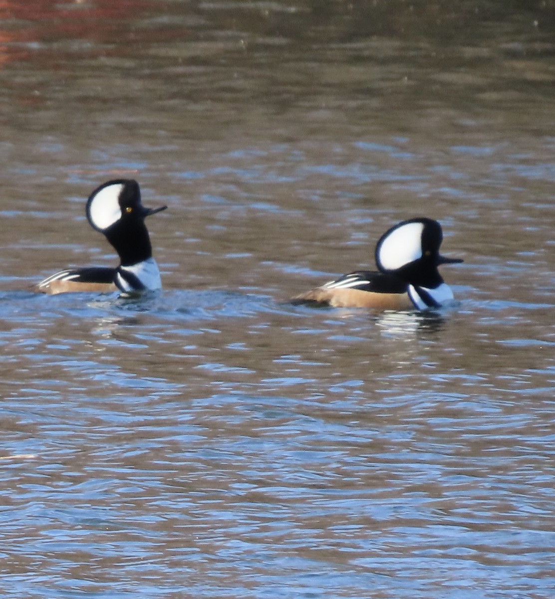 Hooded Merganser - ML646213101