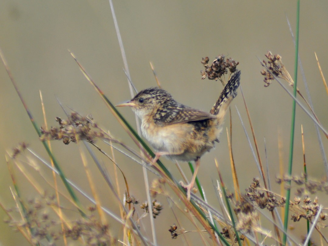 Pampazaunkönig - ML646213102