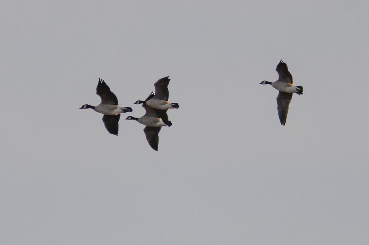 小加拿大雁 - ML646213105