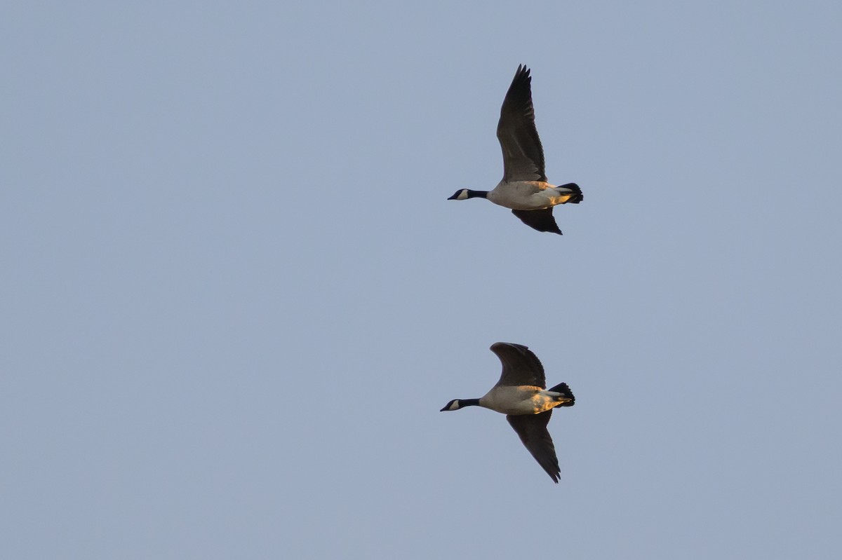 小加拿大雁 - ML646213106