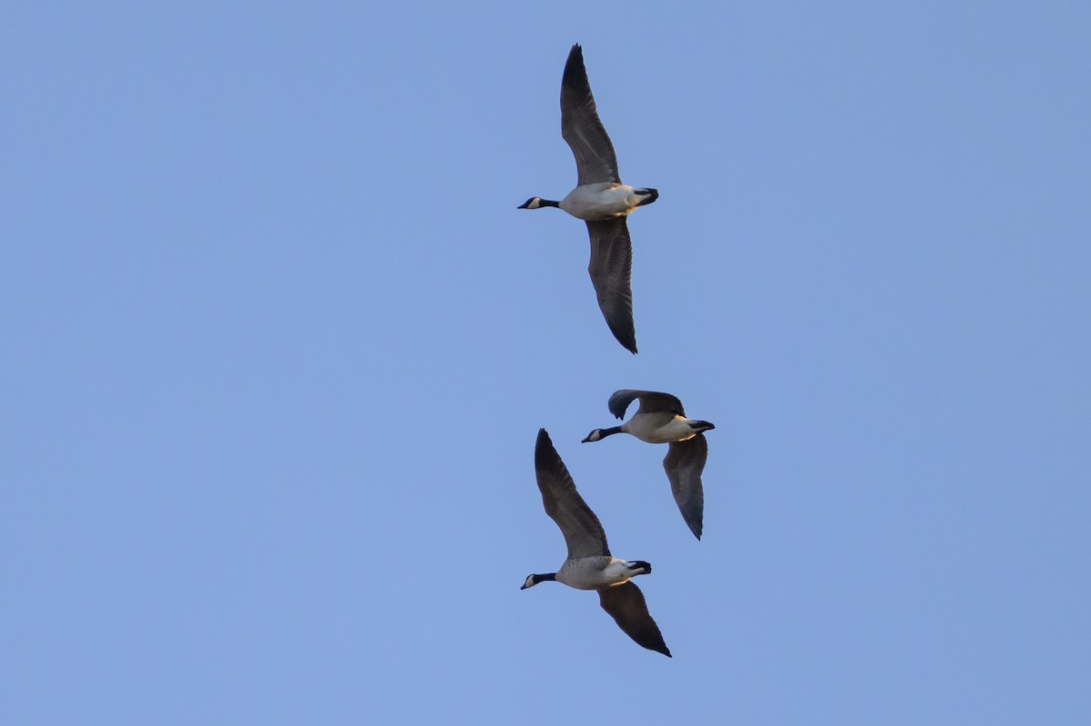 小加拿大雁 - ML646213107