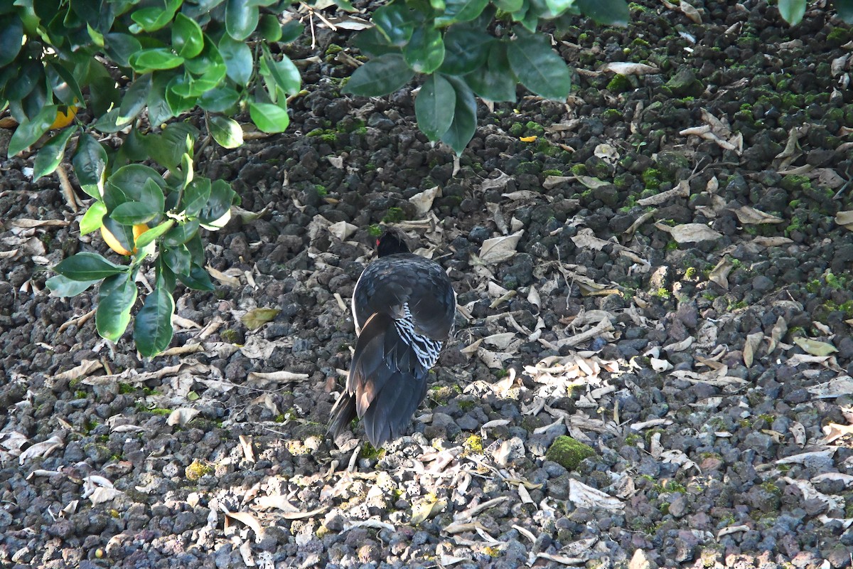 Kalij Pheasant - ML646213108