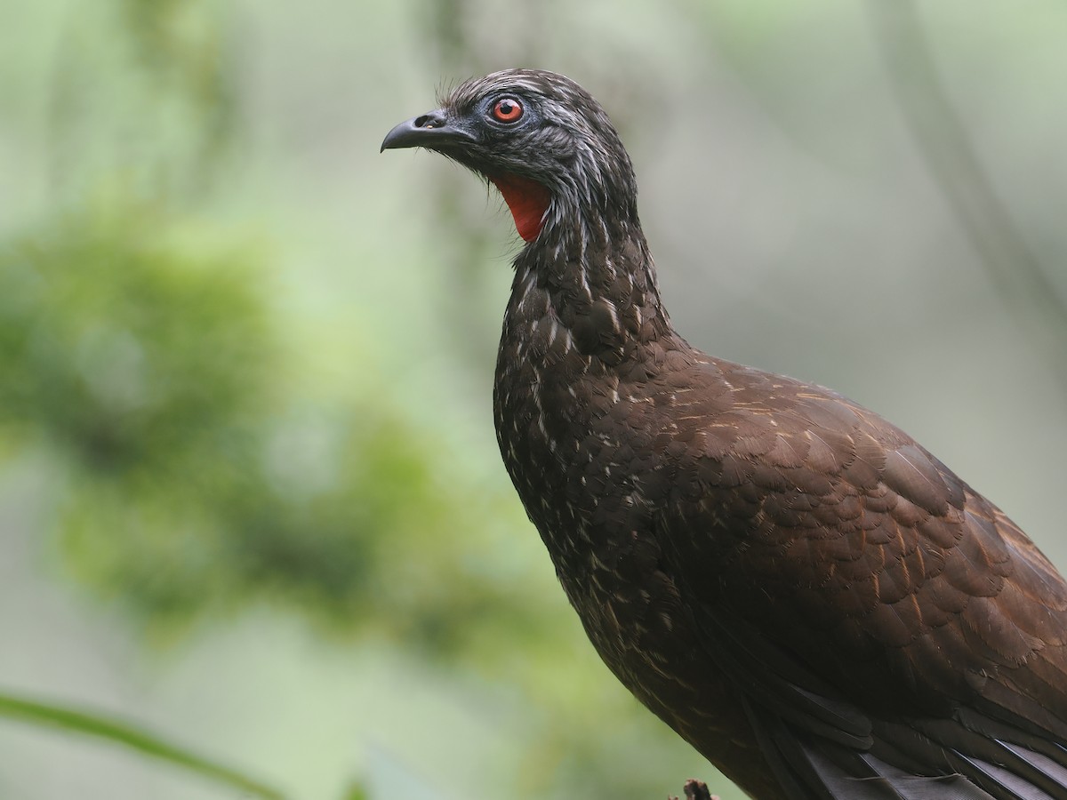 Andean Guan - ML646213109