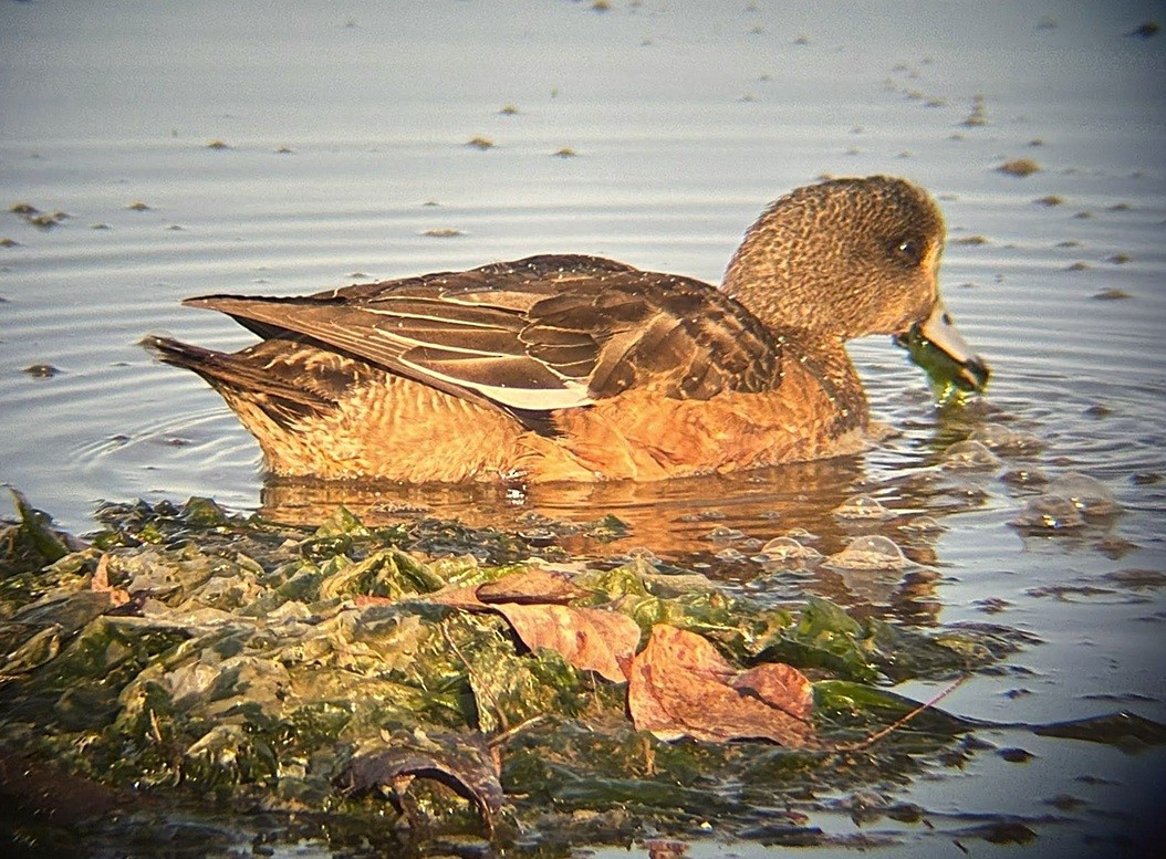 American Wigeon - ML646213110