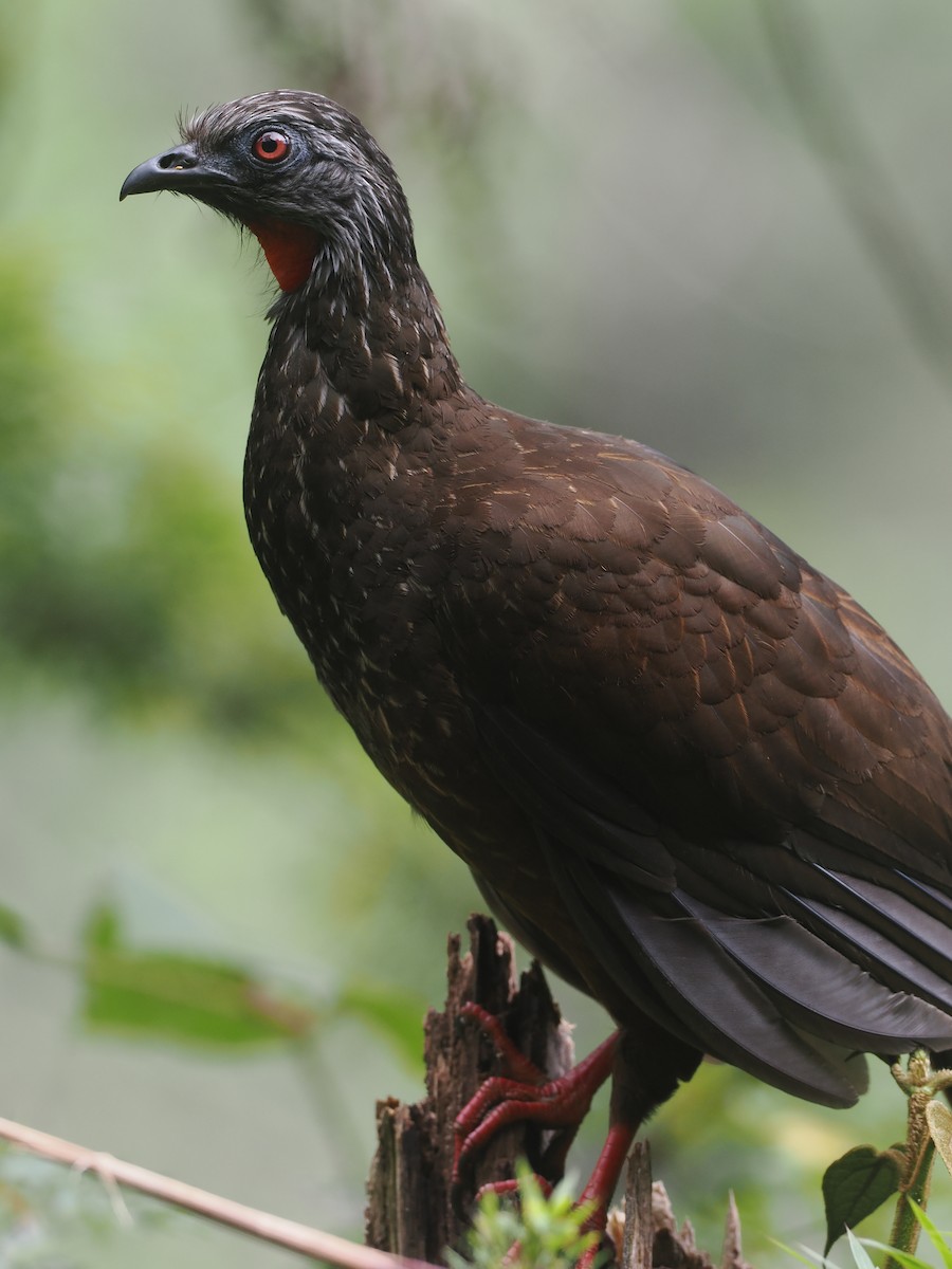 Andean Guan - ML646213111