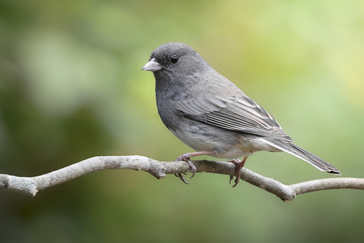 Dark-eyed Junco - ML646213112