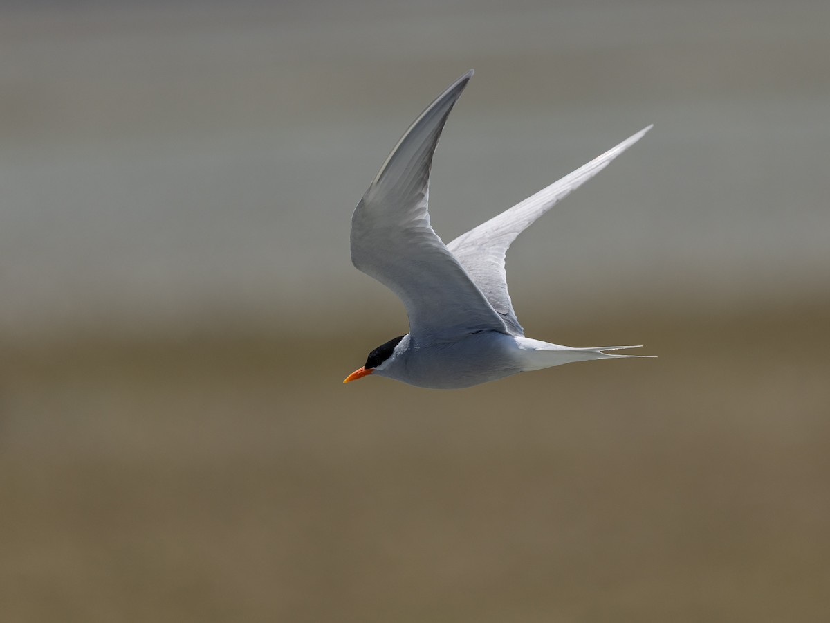 Black-fronted Tern - ML646213113