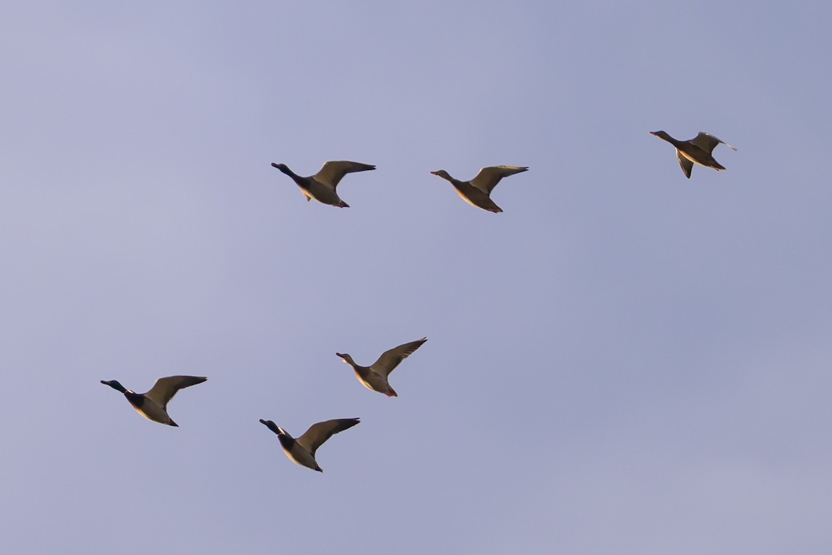 Mallard - ML646213114