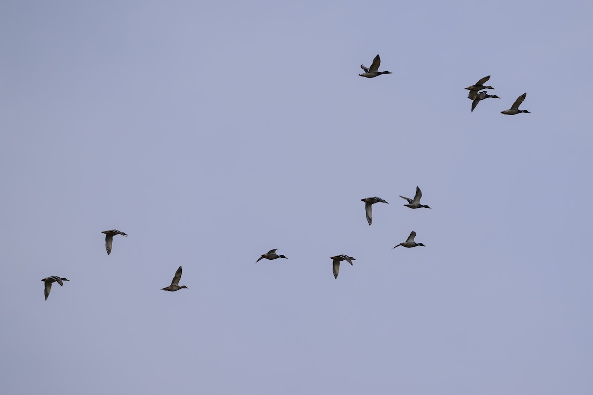 Mallard - ML646213115