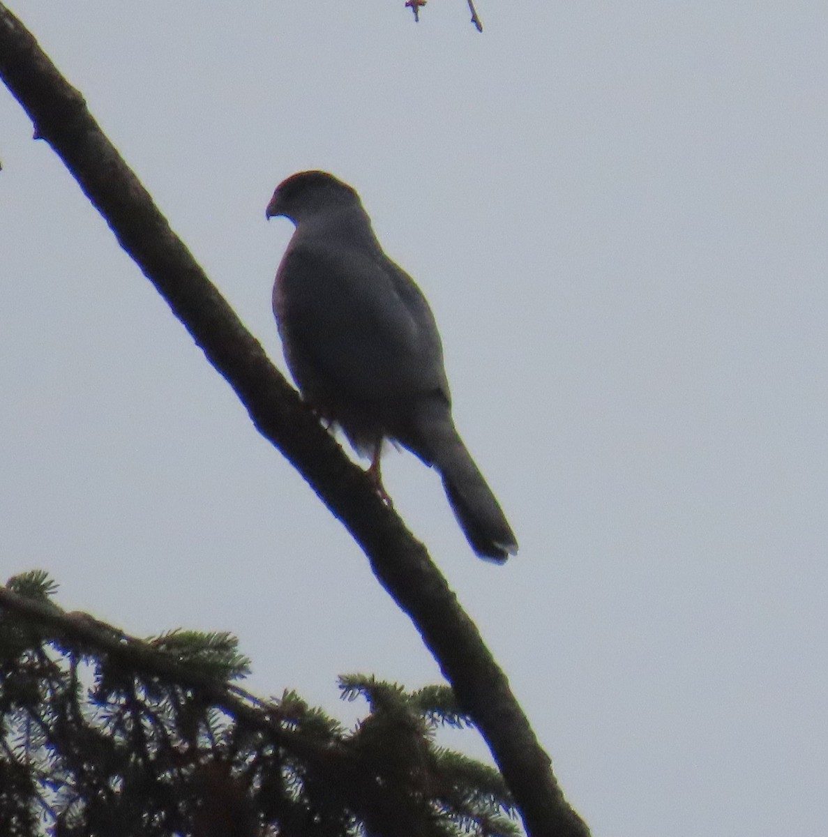 Cooper's Hawk - ML646213116