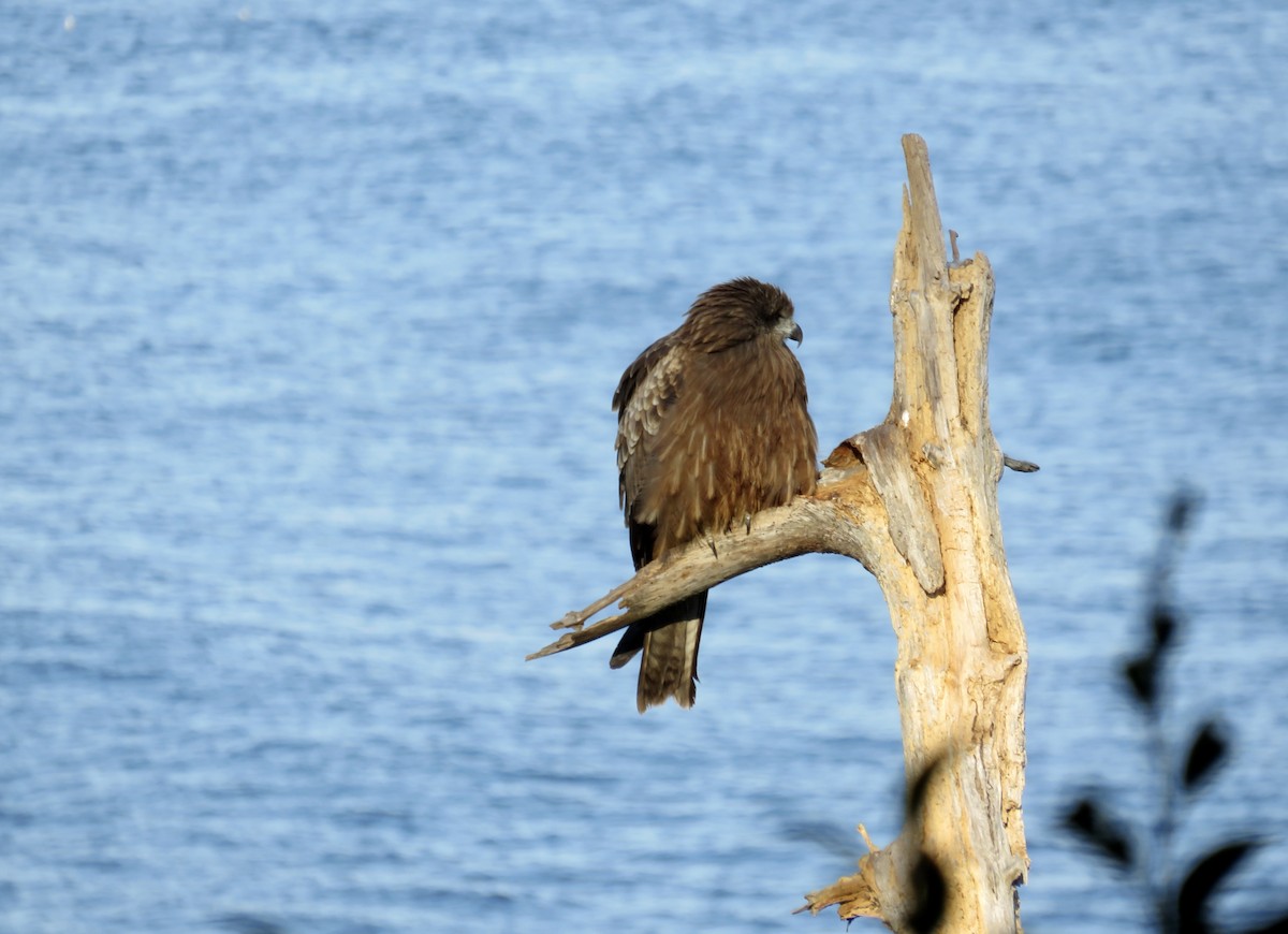 Black Kite - ML646213117