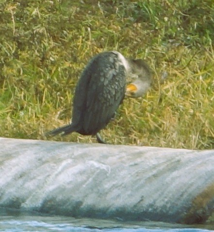 Double-crested Cormorant - ML646213121