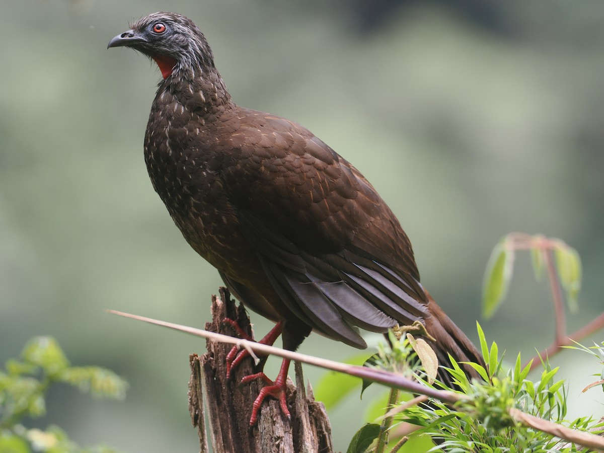 Andean Guan - ML646213125