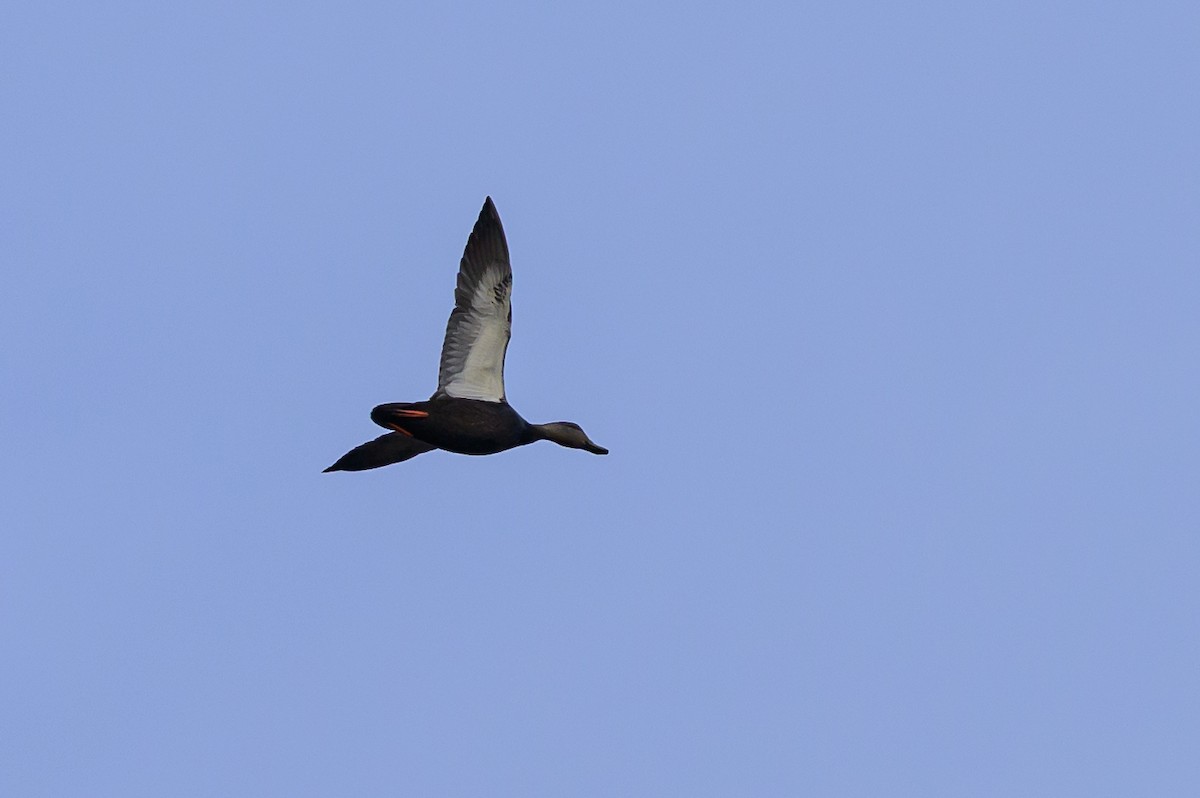 American Black Duck - ML646213127