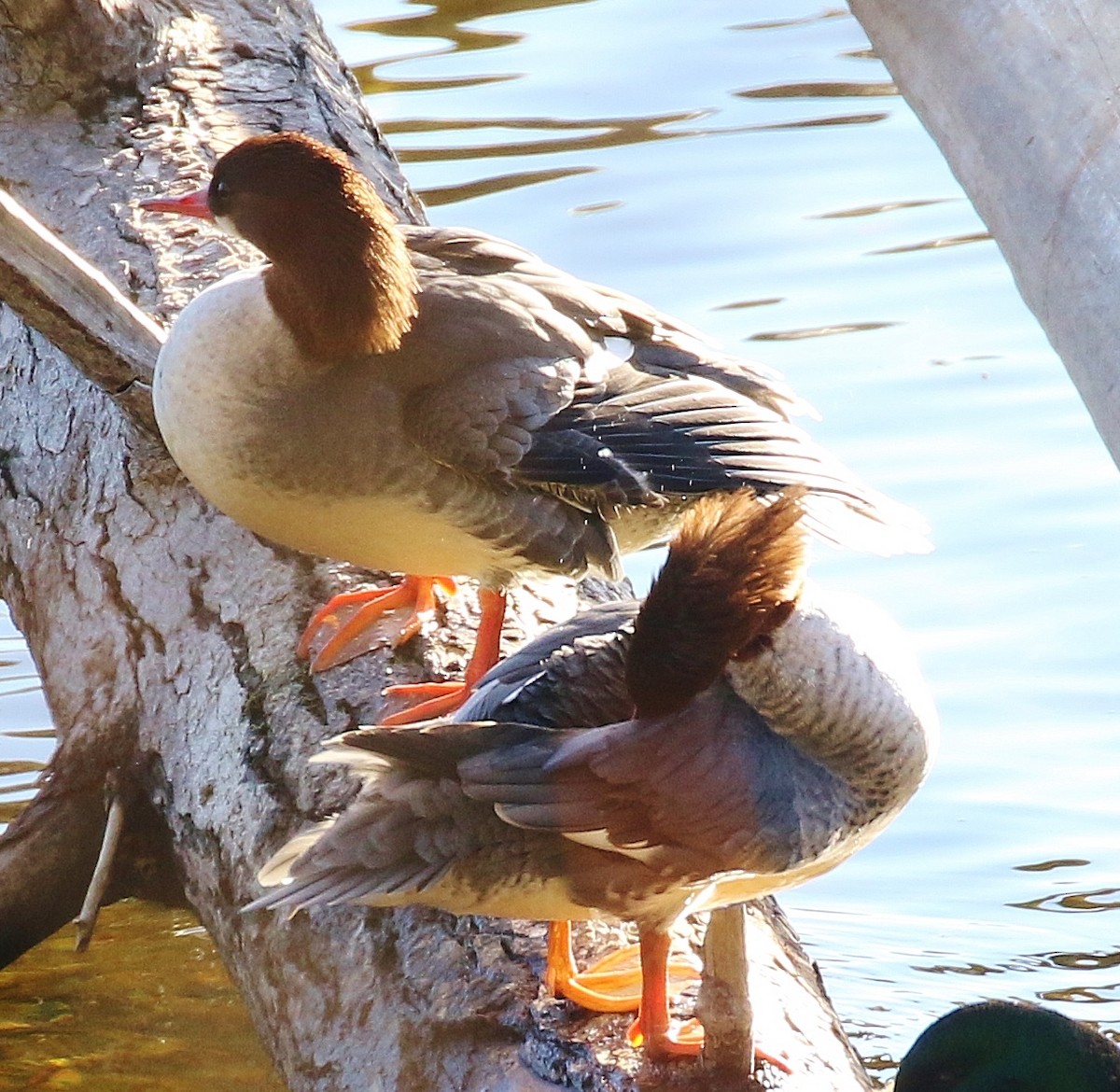 Common Merganser - ML646213128