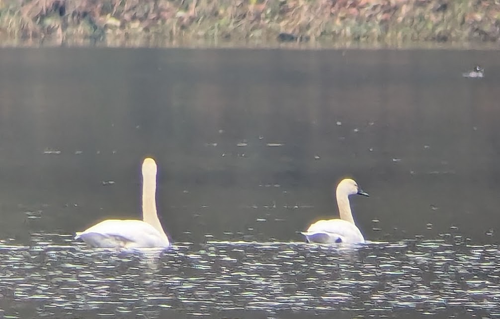 Tundra Swan (Whistling) - ML646213129