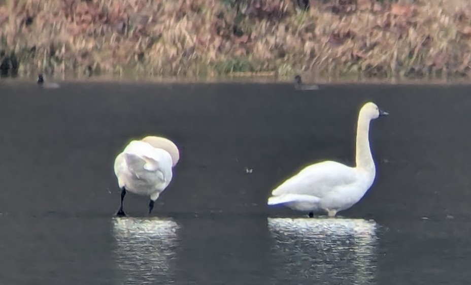 Tundra Swan (Whistling) - ML646213130