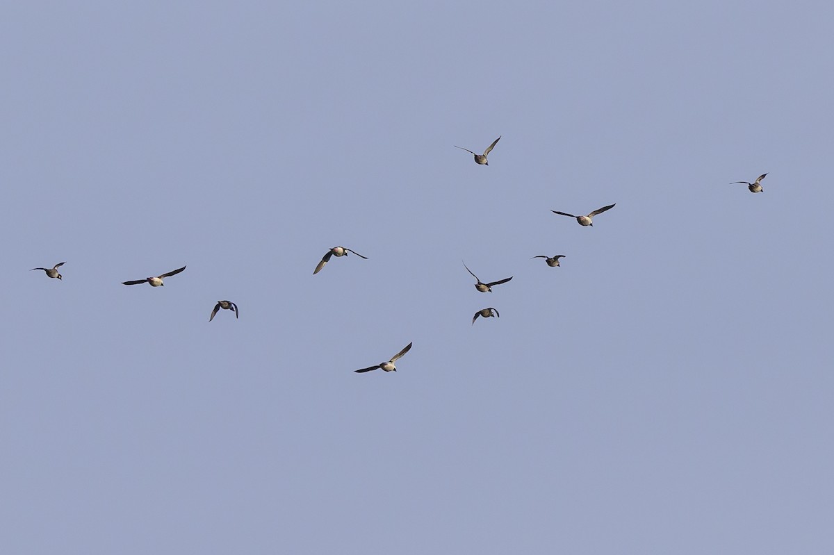 Bufflehead - ML646213131