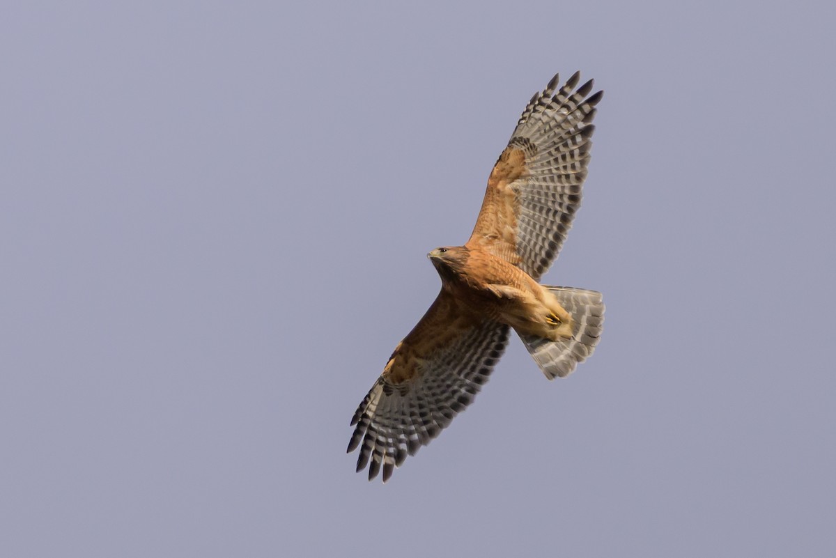 Red-shouldered Hawk - ML646213139