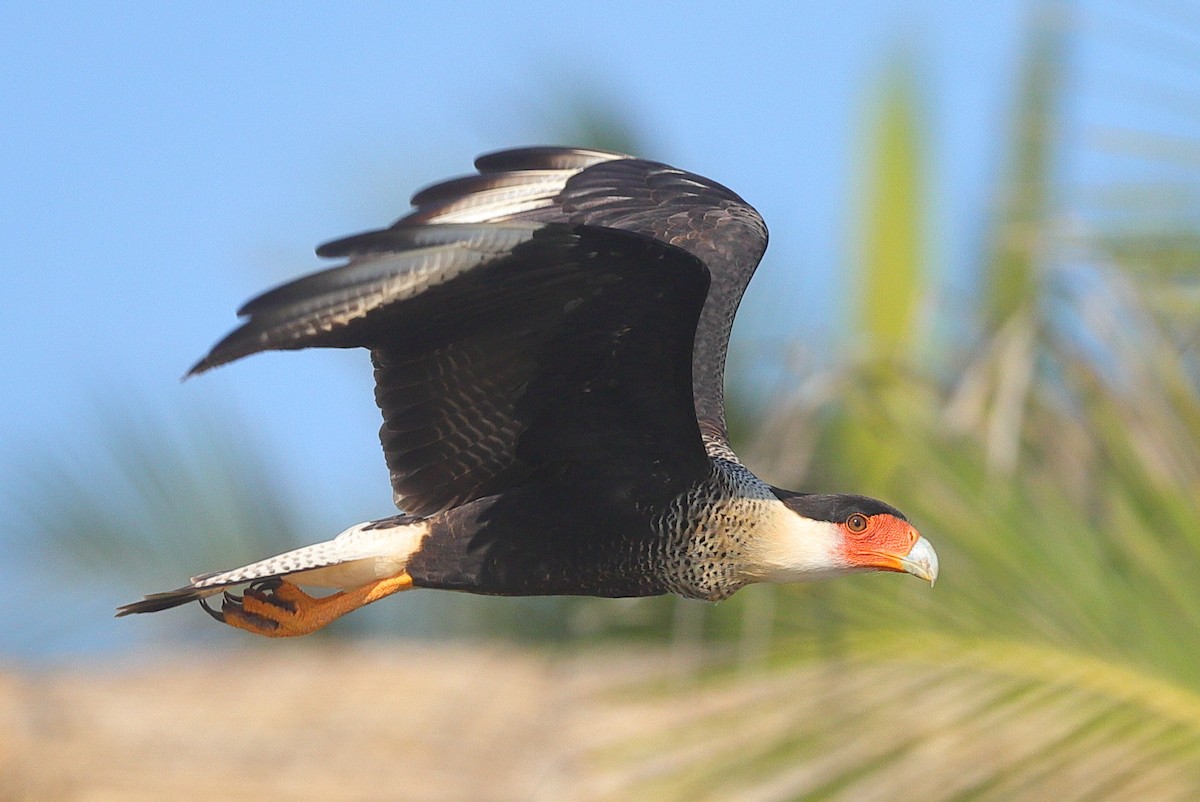 Crested Caracara - ML646213140