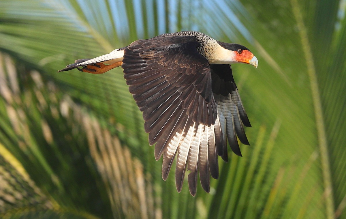 Crested Caracara - ML646213141