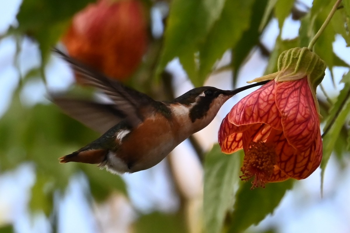 White-bellied Woodstar - ML646213142