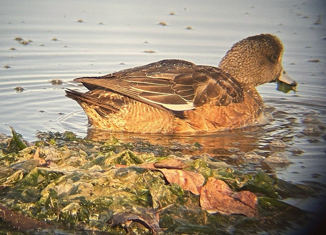 American Wigeon - ML646213143