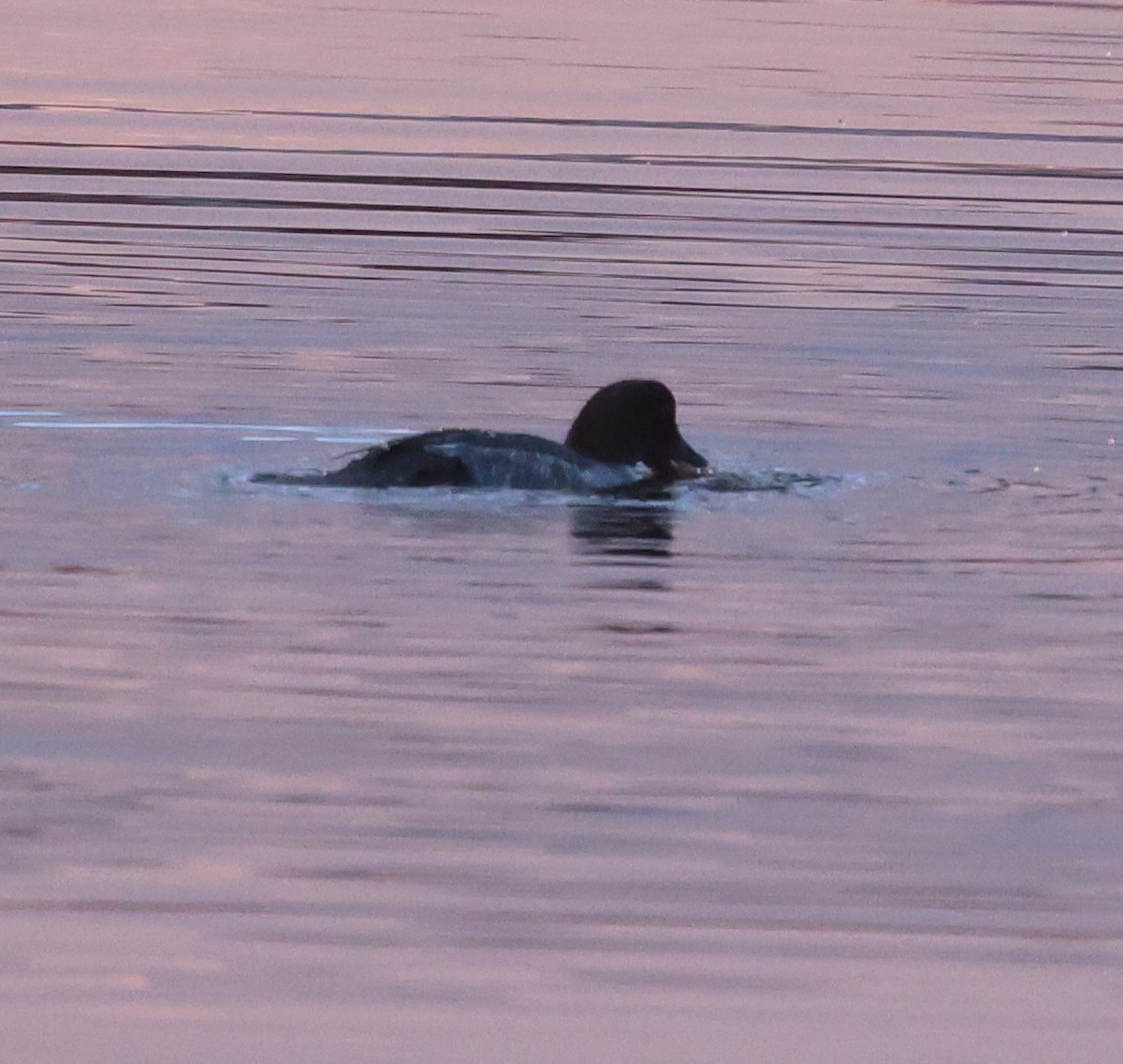 Common Goldeneye - ML646213145