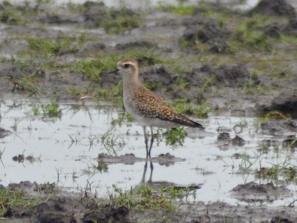 American Golden-Plover - ML646213148