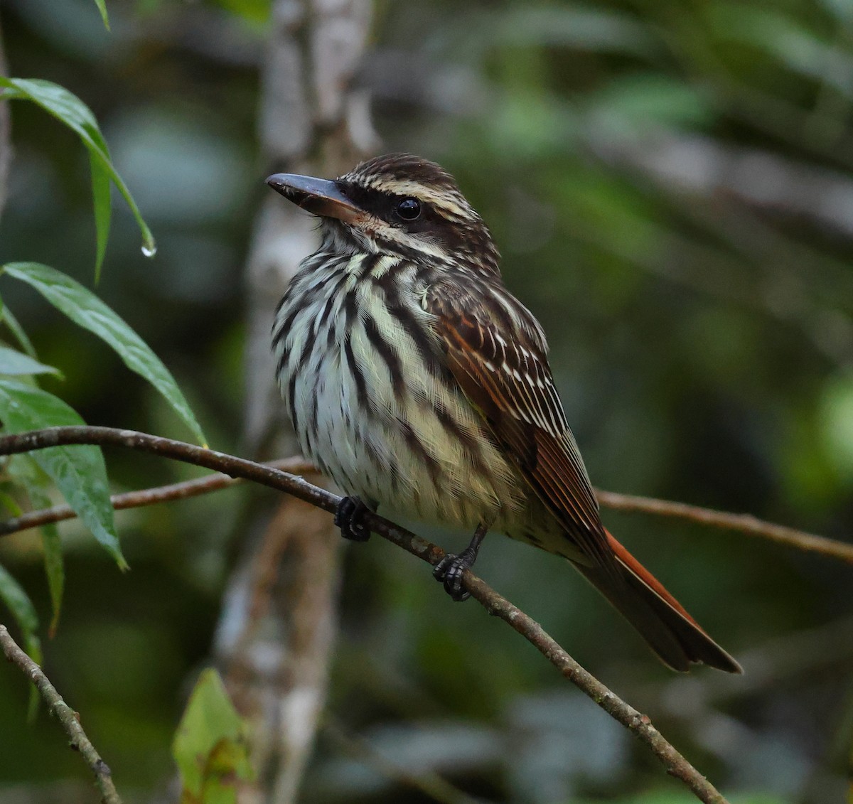 Streaked Flycatcher - ML646213149