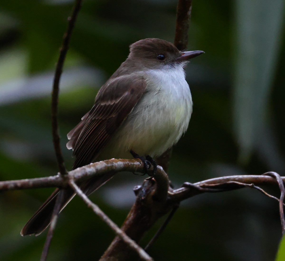 Short-crested Flycatcher - ML646213156