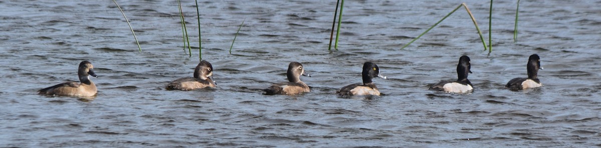 環頸潛鴨 - ML646213164
