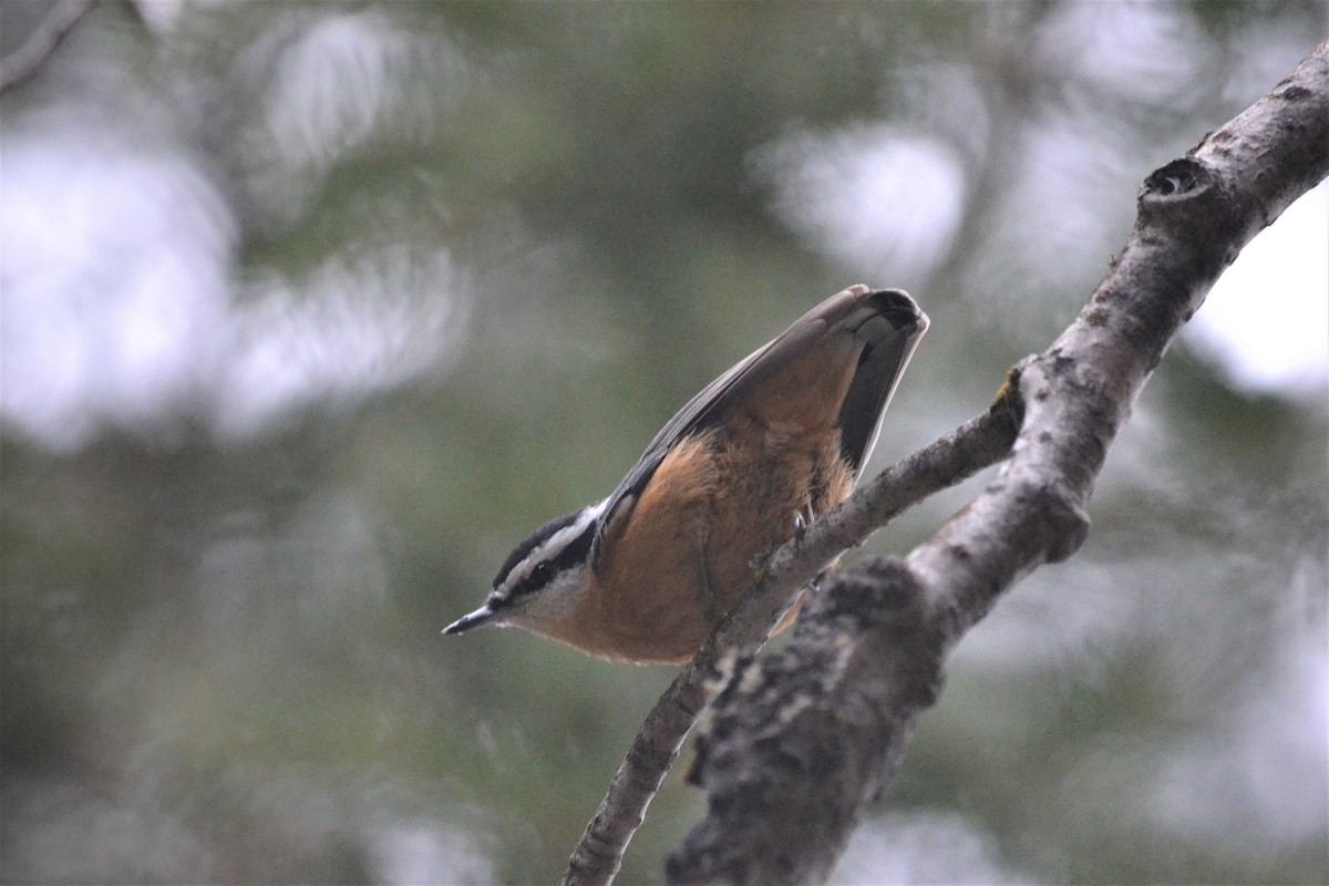 Red-breasted Nuthatch - ML646213165