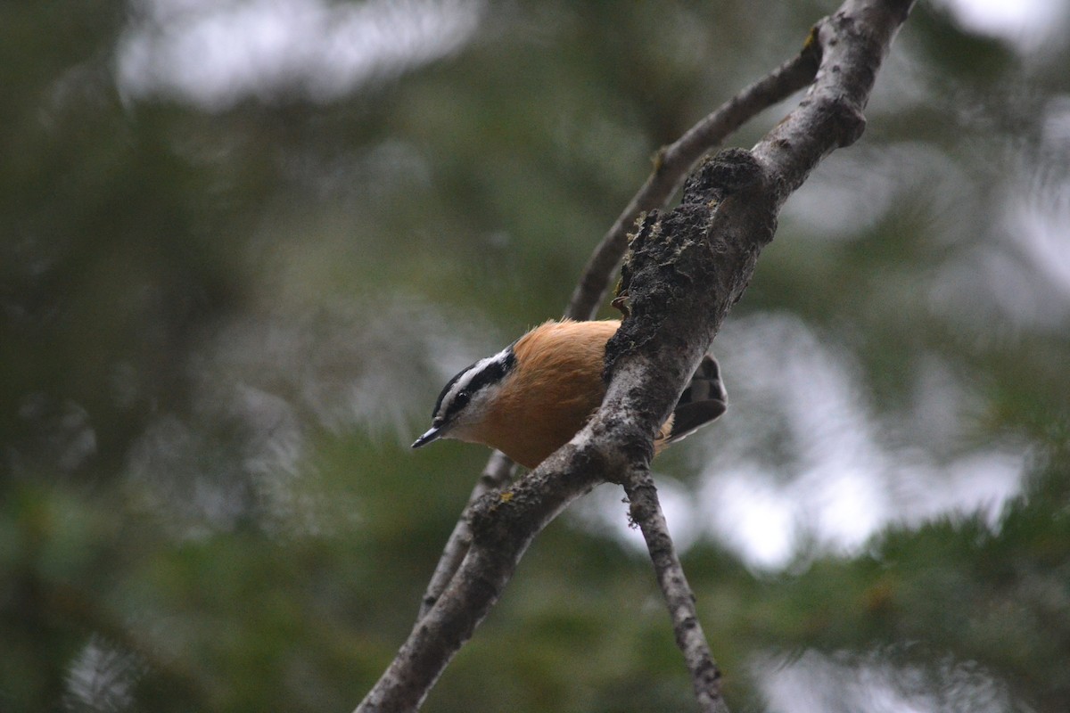 Red-breasted Nuthatch - ML646213166
